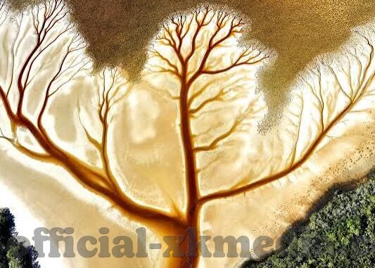 成人免费视频直播-成人免费视频直播，网络时代的娱乐新风尚
