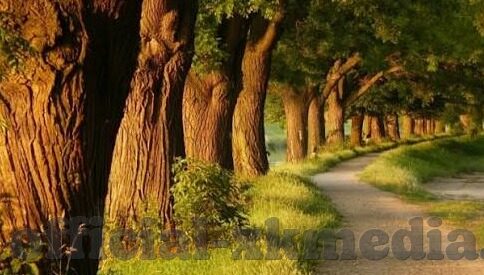 果冻传媒贴吧-探索果冻传媒与贴吧文化的交融，网络社区的创意新篇章